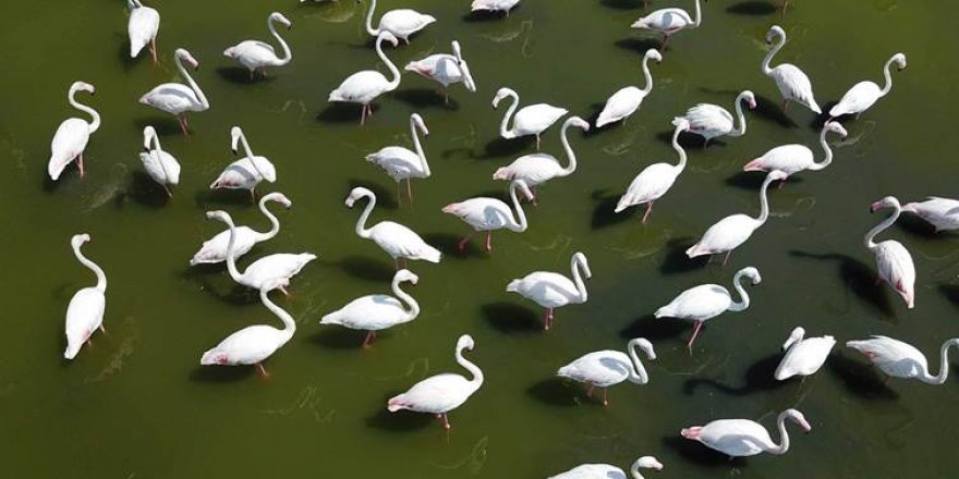 Van’daki flamingo alanı koruma altına alındı