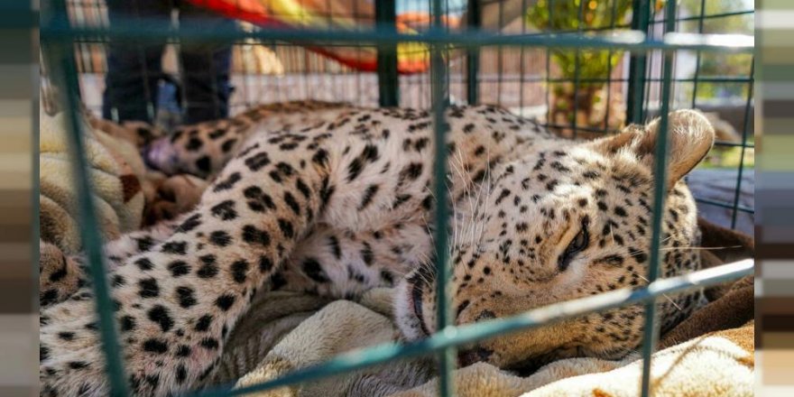 Kürdistan Bölgesi'nde nesli tükenmekte olan bir leopar yakalandı