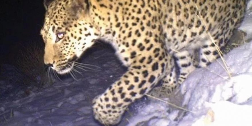 Leoparlar Kürdistan'a geri döndü!