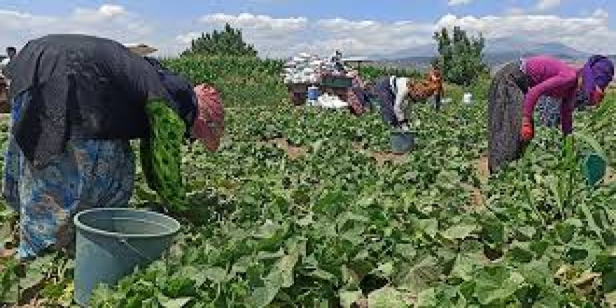 4 Kürt İlinde tarımsal sulama borcu 1 milyara yaklaştı