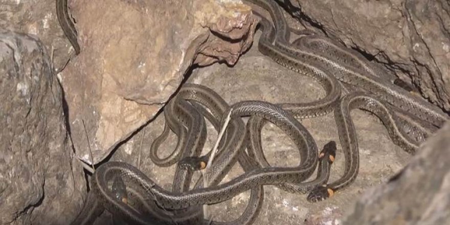 Hakkari’deki gölde yılanlar sürüler halinde yaşıyor