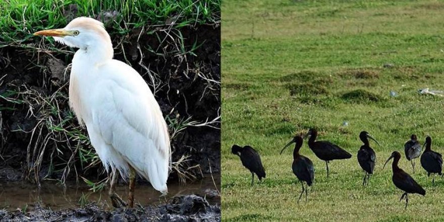 Dicle Vadisi’ne gelen göçmen kuşlar geri dönmüyor
