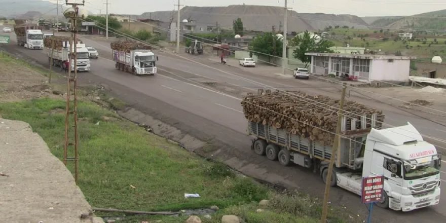 Şırnak'ta ağaç kıyımı: 7 ayda ormanlık alanların yüzde 7'si yok oldu