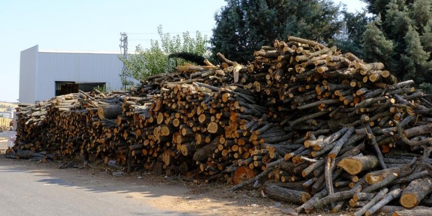 Korucu konuştu: "Operasyon nedeniyle kesim çoğaldı"