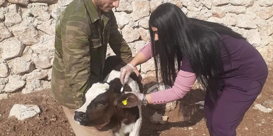 Siirt'te şap hastalığı: Hayvan giriş ve çıkışı yasaklandı