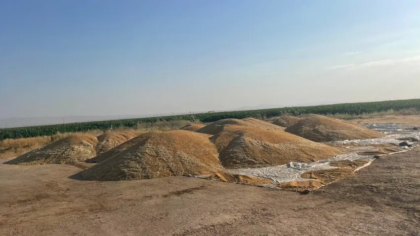 TMO randevu vermiyor, çiftçi tüccarın eline düşüyor