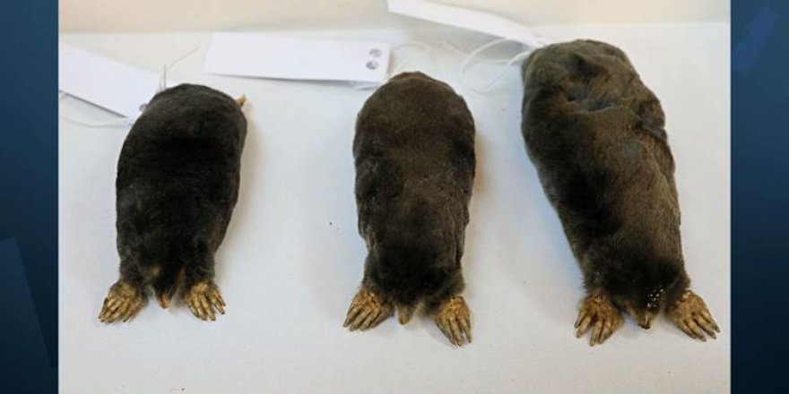 En büyük köstebek türü Hakkari'de keşfedildi