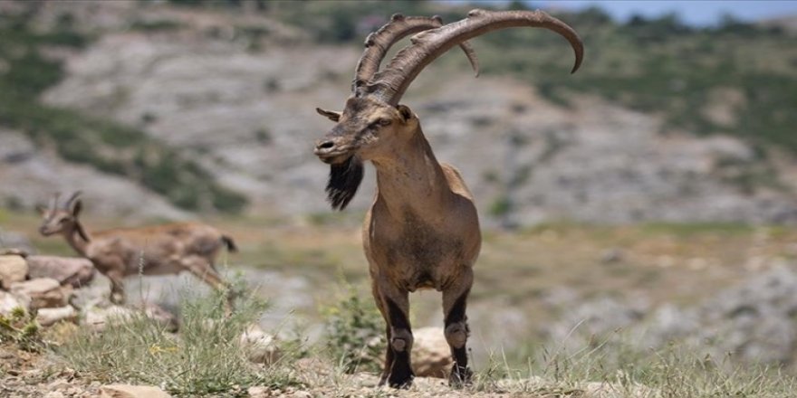 Dağ keçileri, av ihalelerinin ve HES'lerin hedefinde: Yaşamları da yaşam alanları da tehdit altında