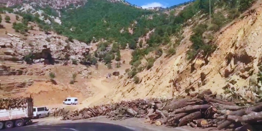 Şırnak'taki ağaç kesimleri korucular eşliğinde sürüyor