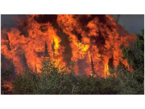 Afrin'de orman yangını devam ediyor
