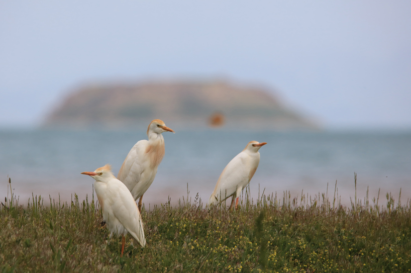 Van Gölü Havzasında 215 kuş türü yaşıyor