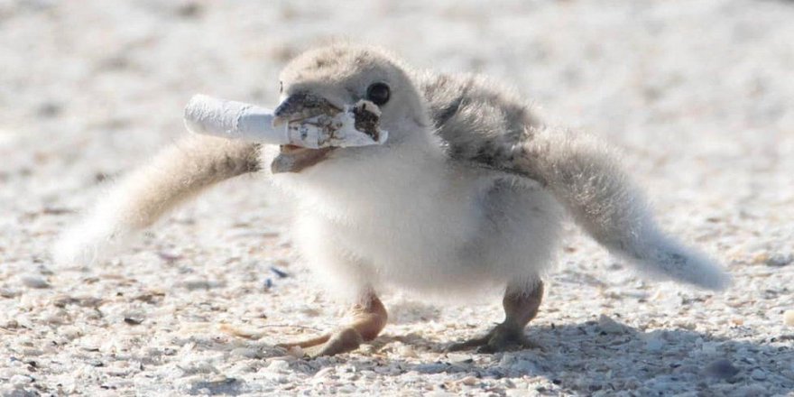 Çevre kirliliğinin yeni simgesi:Yavrusunu izmaritle beslemeye çalışan anne kuş