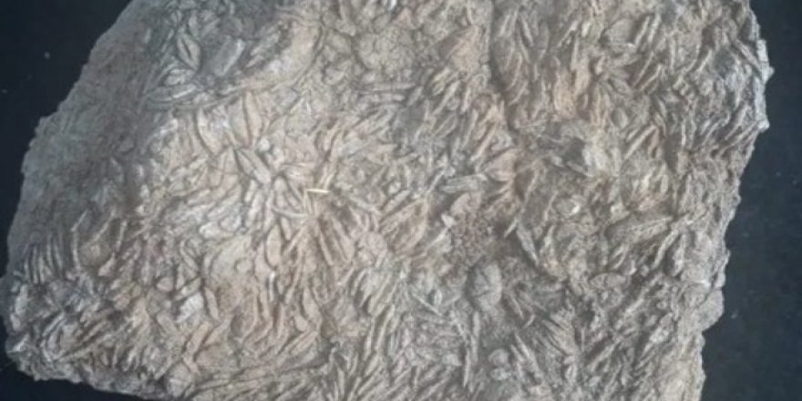 Gabar Dağı'nda 45 milyon yıllık deniz canlıları fosilleri