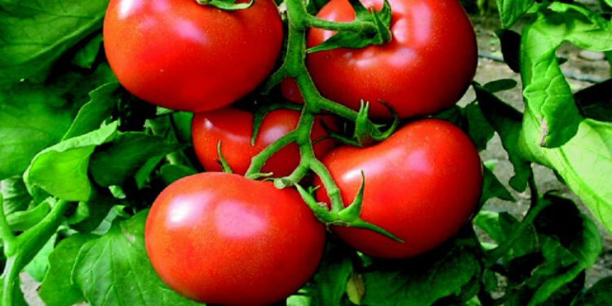 IKYB’de domates yasağı