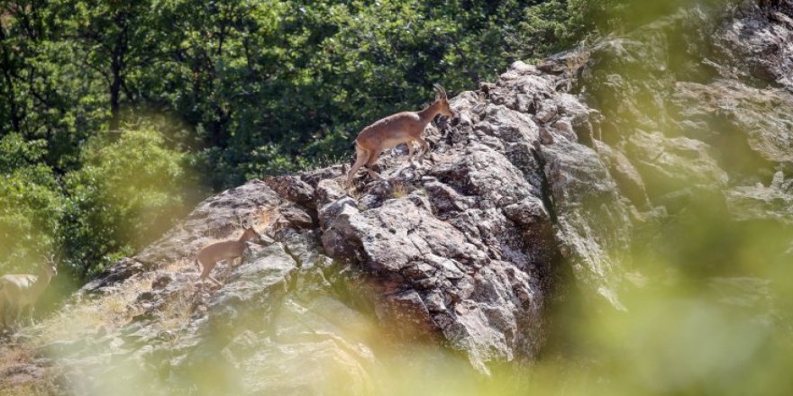Dersim'in yaban keçileri yavrularıyla sarp kayalıklarda