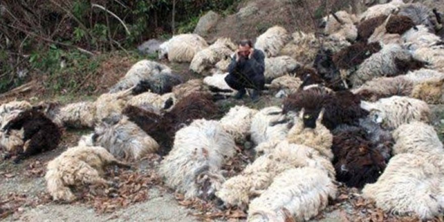 Bitlis'te 315 koyun telef oldu