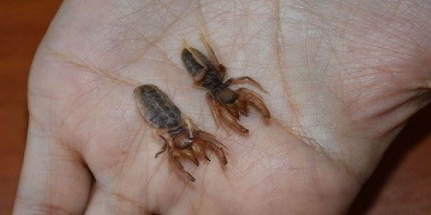 Hakkari’de yeni bir örümcek türü keşfedildi