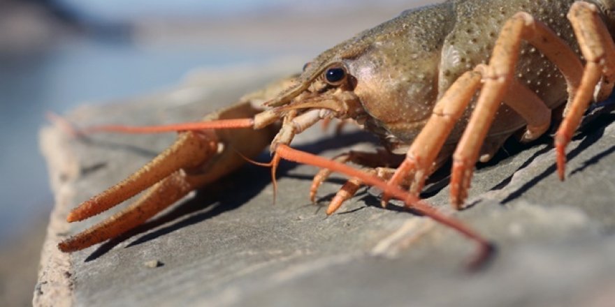 Kerevit 600 bin yıl sonra Van Gölü'ne nasıl geldi?