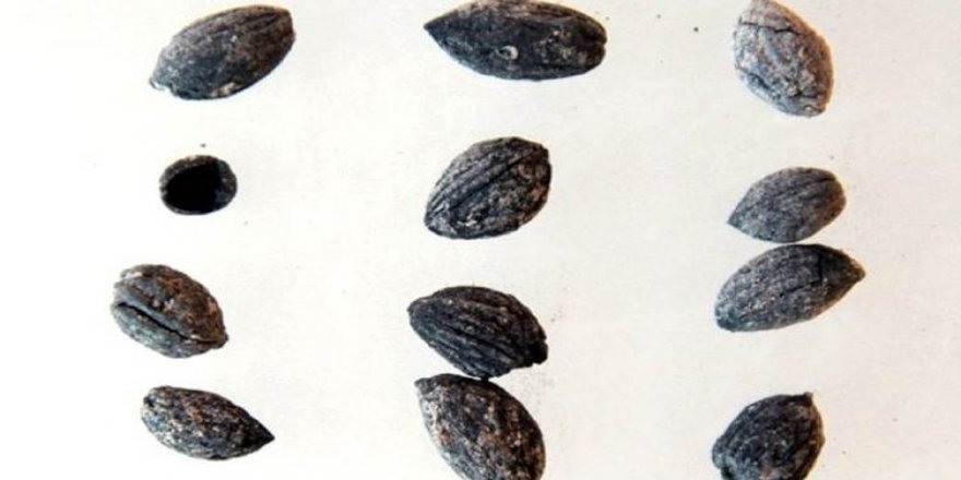 4 bin yıl öncesine ait zeytin çekirdeği bulundu