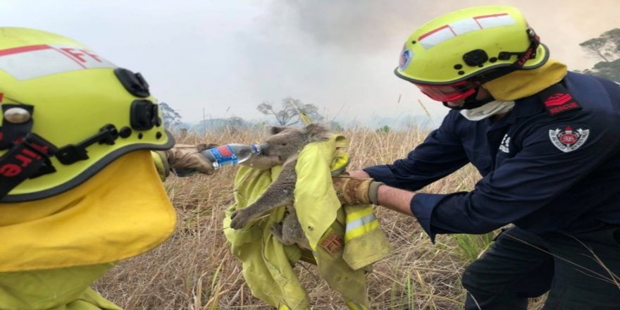Avustralya yangınları: Neden 4 aydır söndürülemiyor, bilançosu ne?