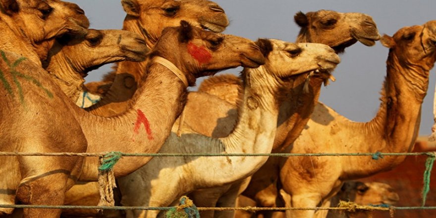 Avustralya'da su bulmak için yerleşim yerlerine gelen binlerce deve kurşuna diziliyor