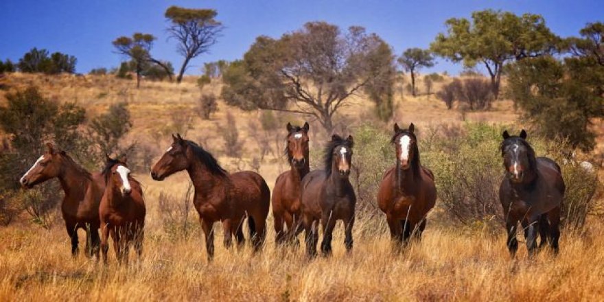 Avustralya'daki katliama atlar da dahil edildi