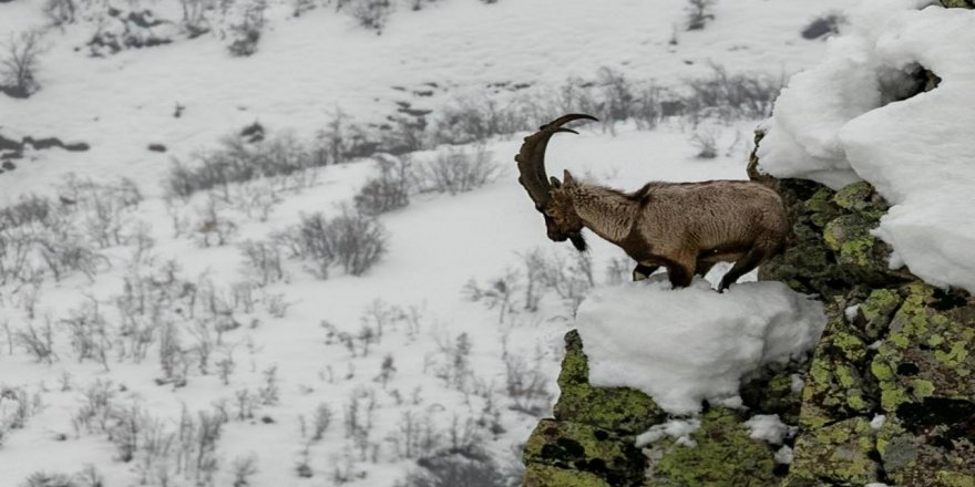 Dersim'in dağ keçileri: Xızır'ın davarını vurmayın