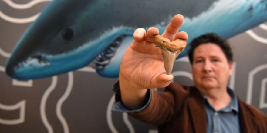 330 milyon yıllık köpek balığı dişi bulundu