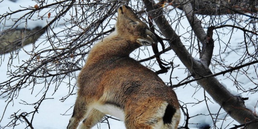 Cudi'nin dağ keçileri avcıların hedefinde!