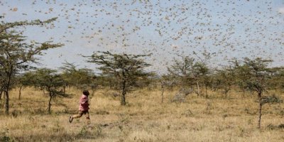 Ziraat Mühendisleri Odası: Çöl çekirgeleri koronadan tehlikeli