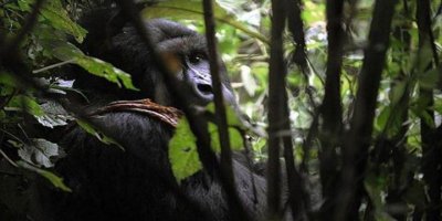 Goriller de koronavirüs tehdidiyle karşı karşıya