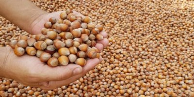 Fındıktaki böcek istilası Guardian gazetesine haber oldu