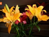 Hewlêr de Sevgililer günü