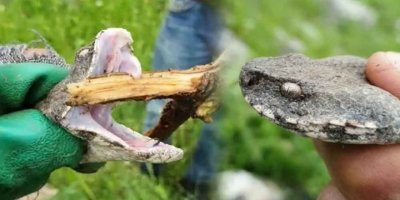 Türkiye'nin en zehirli yılanı Hakkari'de görüldü