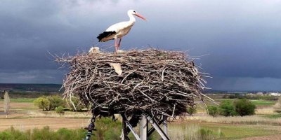 Afrika'dan gelen leylekler Dicle Vadisi'nde kuluçkaya yattı