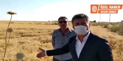 Mardin ovasında hasat mevsiminde DEDAŞ çilesi