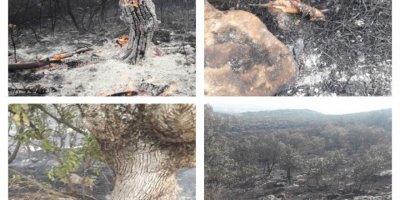 Lice’de binlerce havyan yanarak kül oldu