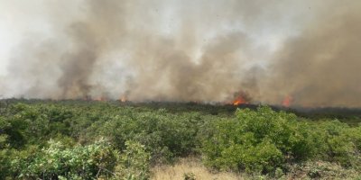 Karakoçan'da Orman Yangını