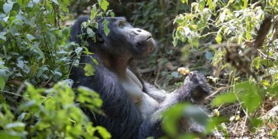 Vahşi hayvan nüfusunda radikal düşüş