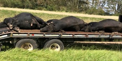 Dev sivrisinek sürüsü yüzlerce at ve ineği kanlarını emerek öldürdü