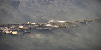 Baraj kapağı kapatılınca binlerce balık öldü