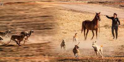 Rojava’da yetiştirilen tazılar Körfez ülkelerine ihraç ediliyor