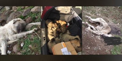 Diyarbakır- Yüzlerce hayvan ölüme terk edildi