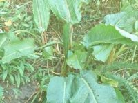 Biraz vegan, birazda yeşil takılalım bu makalede