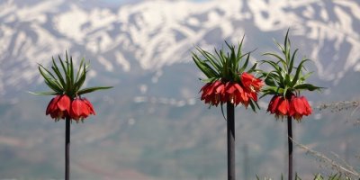 Ters laleler yüksek dağların arasında görsel şölen oluşturdu