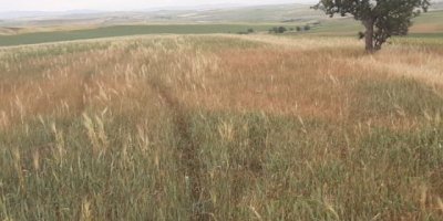 Kürt illerinde kuraklık: 'Sofralar çok kötü etkilenecek, acilen afet bölgesi ilan edilmeli'