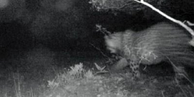 Cudi Dağı eteklerinde Nesli tükendiği düşünülen pars görüldü