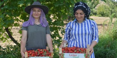 Sason Çileği coğrafi işaret tescili aldı