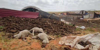 Dersim’de fırtına, hayvanlar telef oldu
