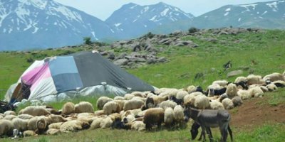 Muş’a bağlanan Şenyayla koçerlere yasaklandı